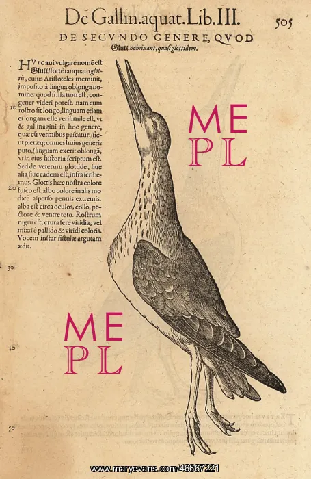 : Common greenshank, Tringa nebularia : Common greenshank, Tringa nebularia