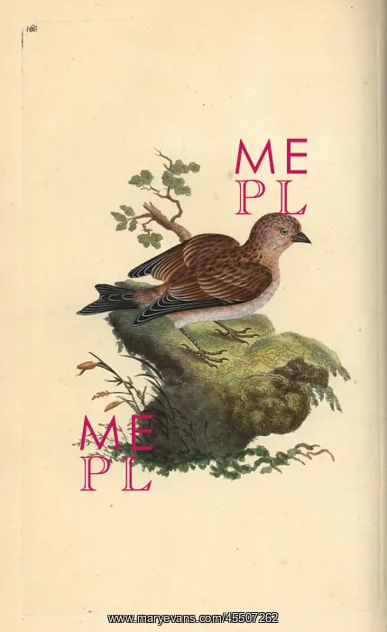 : Common grey linnet, Carduelis cannabina : Common grey linnet, Carduelis cannabina
