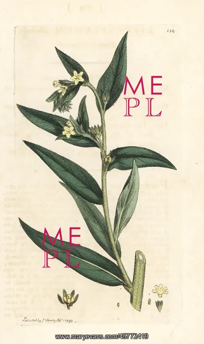 : Common gromwell, Lithospermum officinale : Common gromwell, Lithospermum officinale