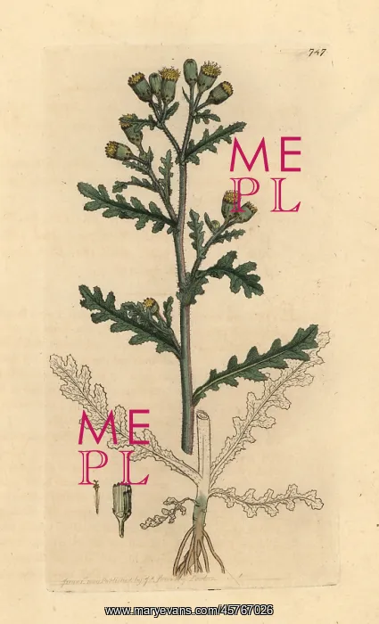 : Common groundsel, Senecio vulgaris : Common groundsel, Senecio vulgaris