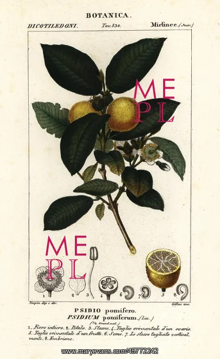 : Common guava, Psidium guajava : Common guava, Psidium guajava