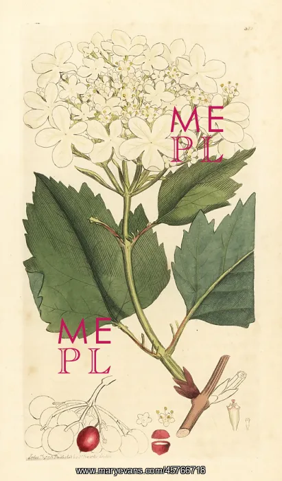: Common guelder rose or water elder tree, Viburnum opulus : Common guelder rose or water elder tree, Viburnum opulus