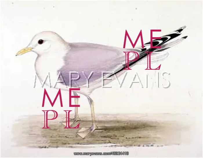  : COMMON GULL