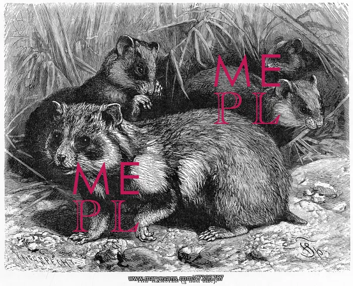: COMMON HAMSTER : COMMON HAMSTER