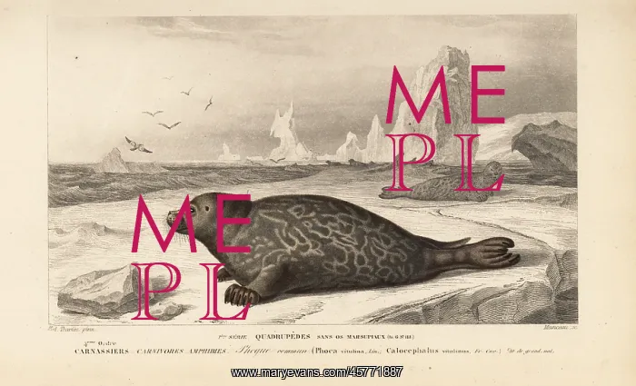 : Common or harbor seal, Phoca vitulina : Common or harbor seal, Phoca vitulina