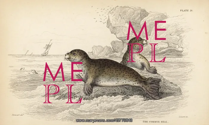 : Common or harbour seal, Phoca vitulina : Common or harbour seal, Phoca vitulina