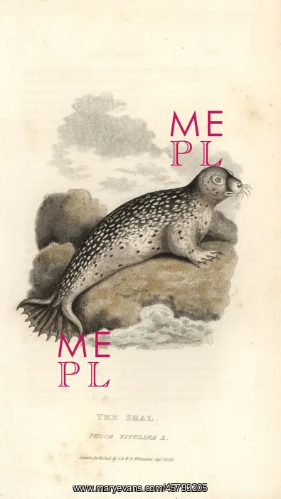 : Common or harbour seal, Phoca vitulina : Common or harbour seal, Phoca vitulina