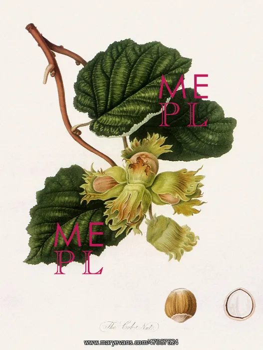  : Common Hazel Nut or Cob Nut