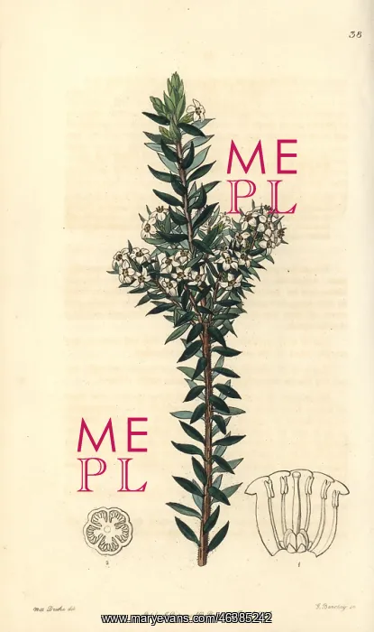 : Common heath, Epacris heteronema : Common heath, Epacris heteronema
