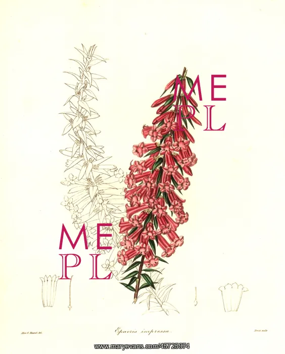 : Common heath, Epacris impressa : Common heath, Epacris impressa