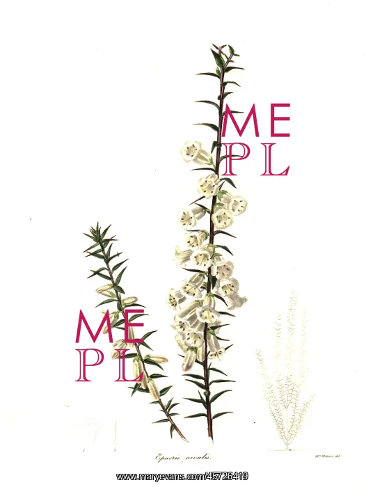 : Common heath, Epacris impressa : Common heath, Epacris impressa