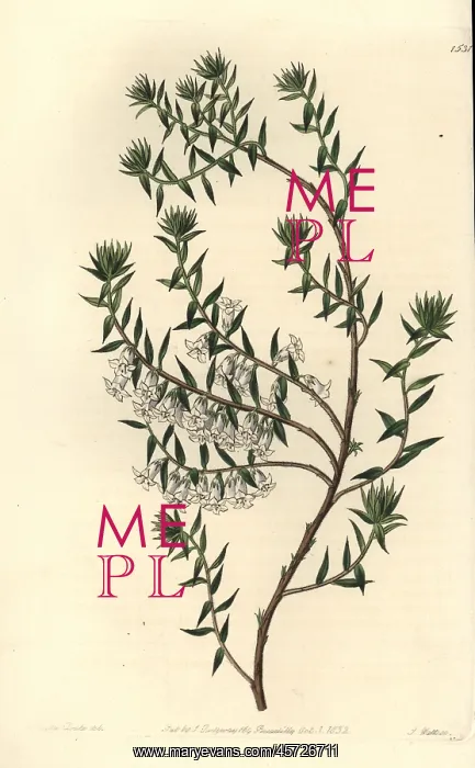 : Common heath, Epacris impressa : Common heath, Epacris impressa
