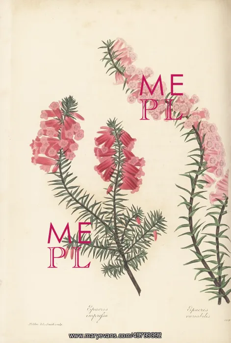 : Common heath, Epacris impressa : Common heath, Epacris impressa