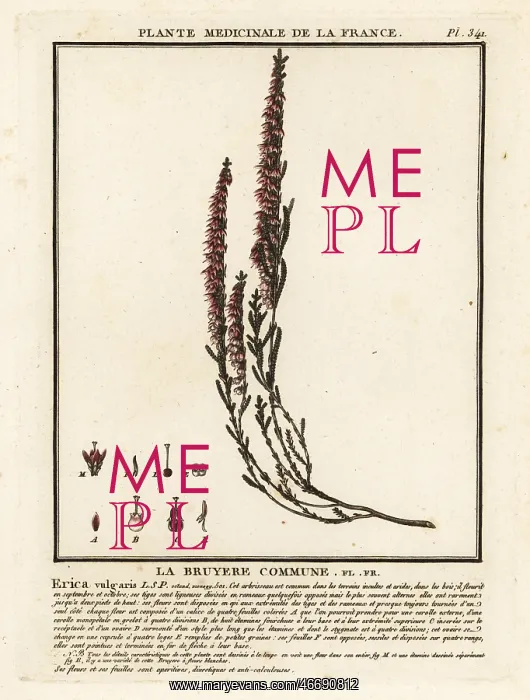 : Common heather, Calluna vulgaris : Common heather, Calluna vulgaris