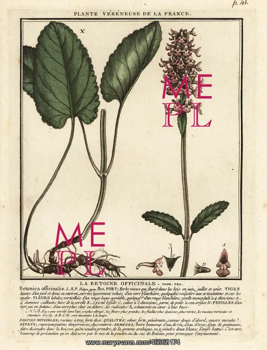 : Common hedgenettle, Stachys officinalis : Common hedgenettle, Stachys officinalis