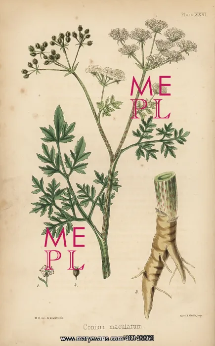 : Common hemlock, Conium maculatum : Common hemlock, Conium maculatum