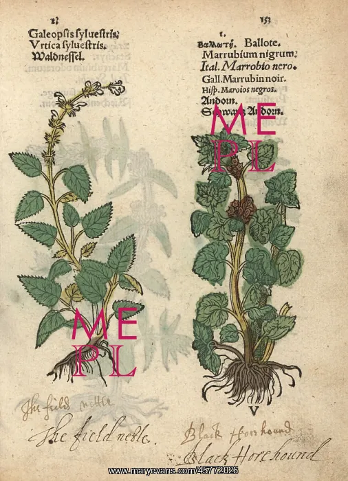 : Common hemp nettle, Galeopsis tetrahit, and : Common hemp nettle, Galeopsis tetrahit, and