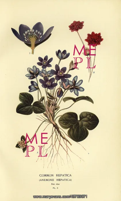 : Common hepatica, Anemone hepatica : Common hepatica, Anemone hepatica