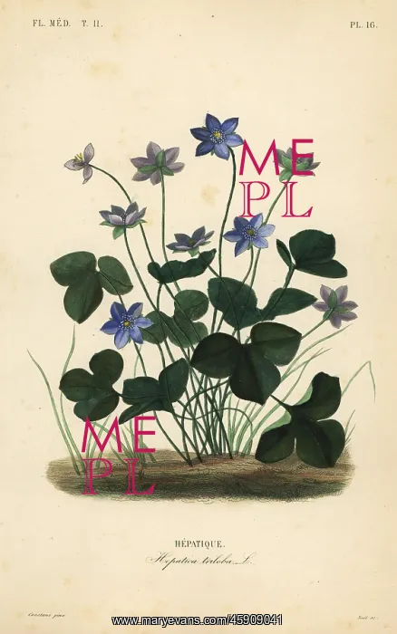 : Common hepatica or liverwort, Anemone hepatica : Common hepatica or liverwort, Anemone hepatica