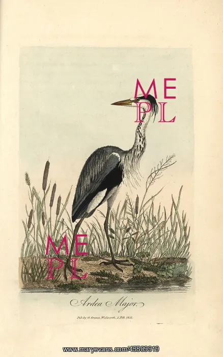 : Common heron, Ardea major, Grey heron, Ardea cinerea : Common heron, Ardea major, Grey heron, Ardea cinerea