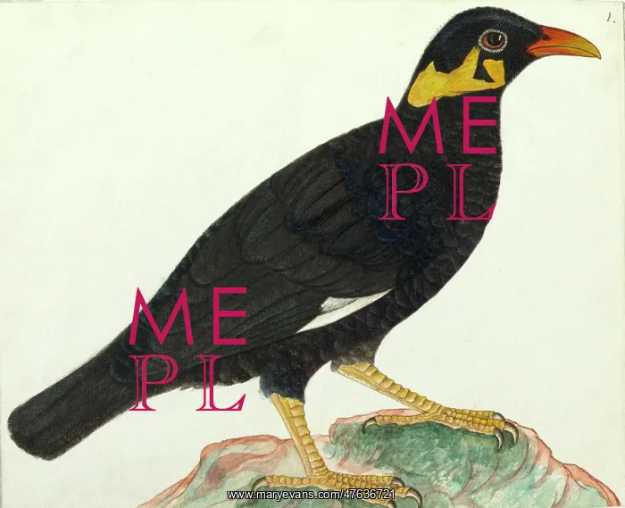 : Common hill myna, Gracula religiosa : Common hill myna, Gracula religiosa