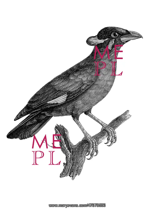 : Common Hill Mynah : Common Hill Mynah