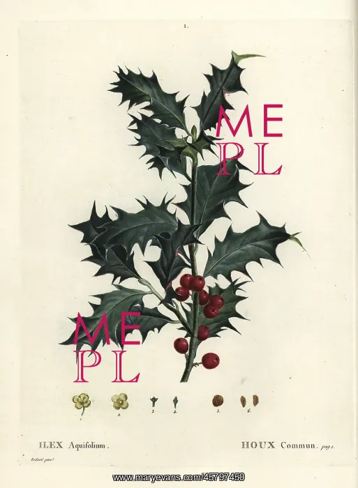 : Common holly, Ilex aquifolium : Common holly, Ilex aquifolium