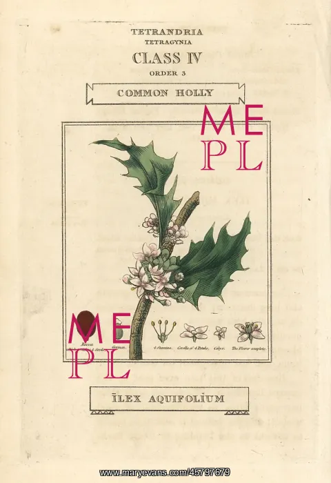 : Common holly, Ilex aquifolium : Common holly, Ilex aquifolium