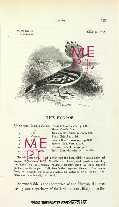  : Common Hoopoe