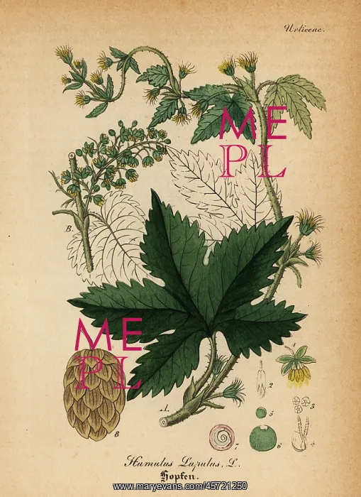 : Common hop, Humulus lupulus : Common hop, Humulus lupulus
