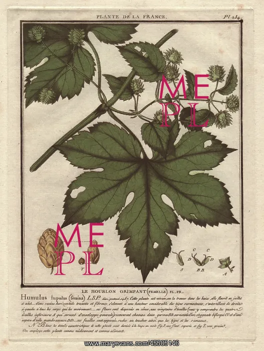 : Common hops, Humulus lupulus : Common hops, Humulus lupulus