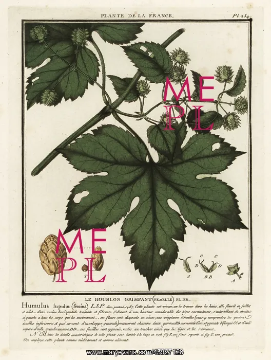 : Common hops, Humulus lupulus : Common hops, Humulus lupulus
