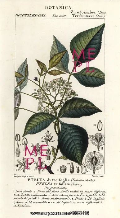 : Common hoptree, Ptelea trifoliata : Common hoptree, Ptelea trifoliata