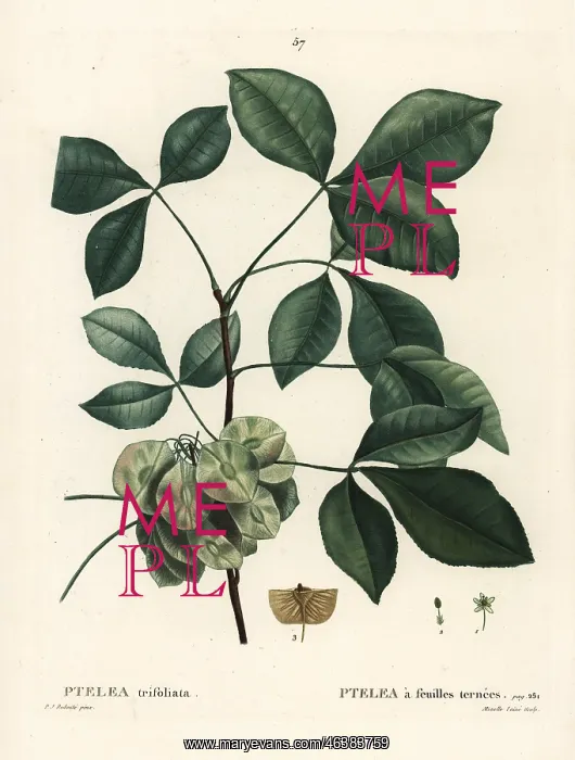 : Common hoptree, Ptelea trifoliata : Common hoptree, Ptelea trifoliata