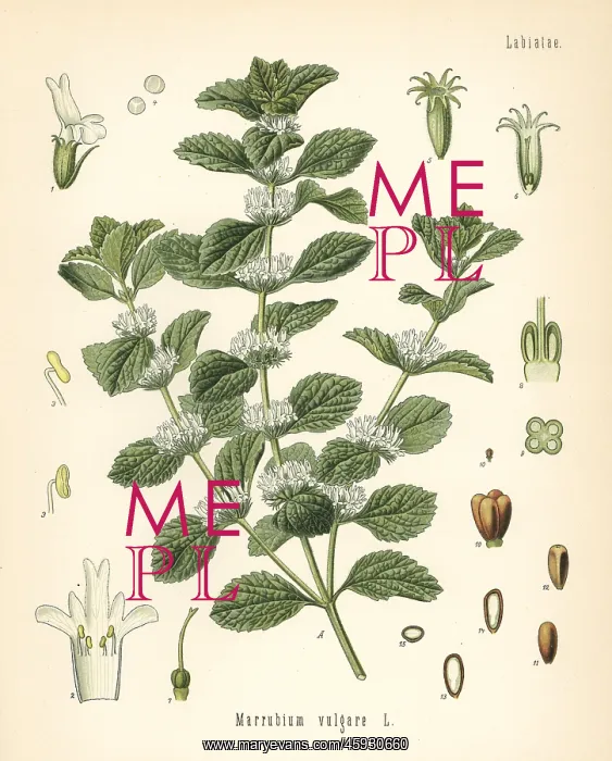 : Common horehound, Marrubium vulgare : Common horehound, Marrubium vulgare