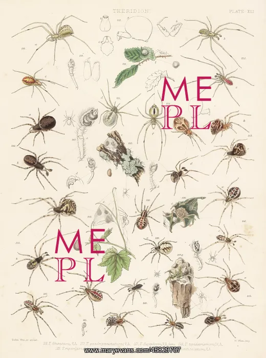 : Common house spider, tangle-web spider, cobweb spiders : Common house spider, tangle-web spider, cobweb spiders