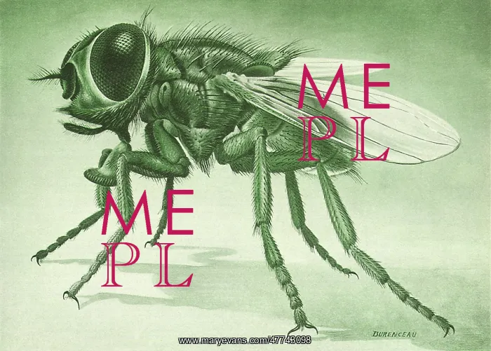 : Common Housefly : Common Housefly