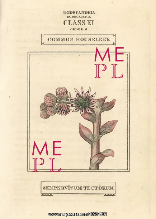 : Common houseleek, Sempervivum tectorum : Common houseleek, Sempervivum tectorum