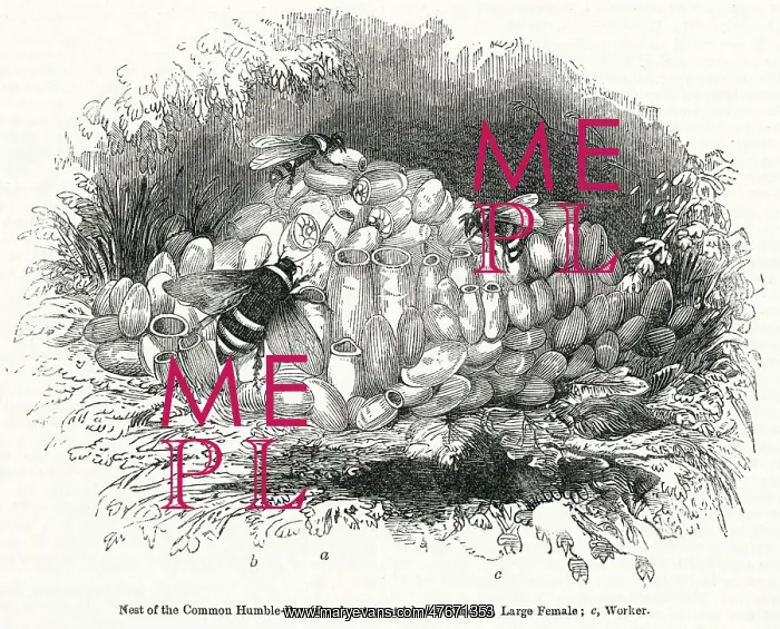  : Common Humble Bees