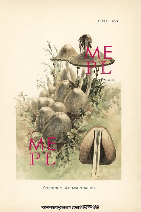 : Common ink cap or inky cap, Coprinus atramentarius : Common ink cap or inky cap, Coprinus atramentarius