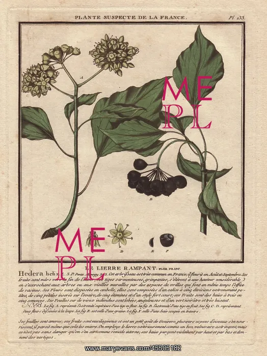 : Common ivy with berries, Hedera helix : Common ivy with berries, Hedera helix