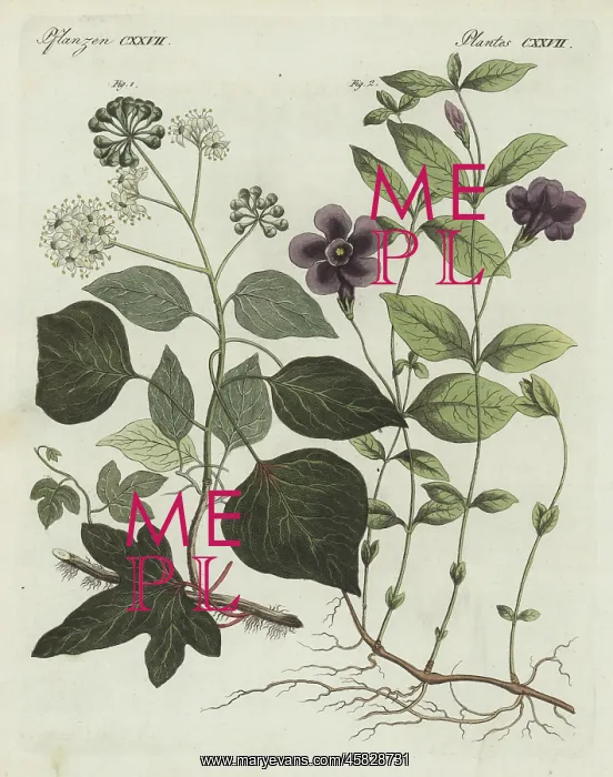 : Common ivy and lesser periwinkle : Common ivy and lesser periwinkle