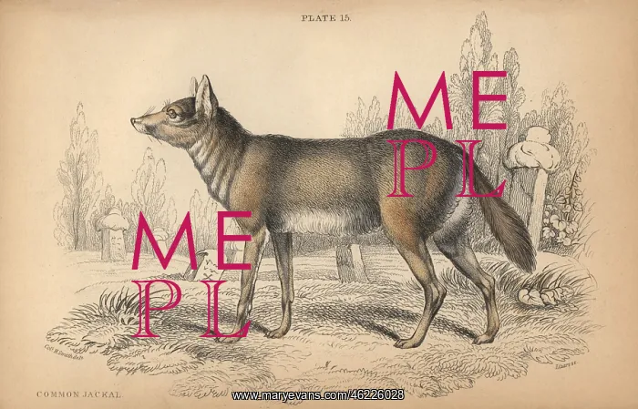 : Common jackal, Canis aureus : Common jackal, Canis aureus