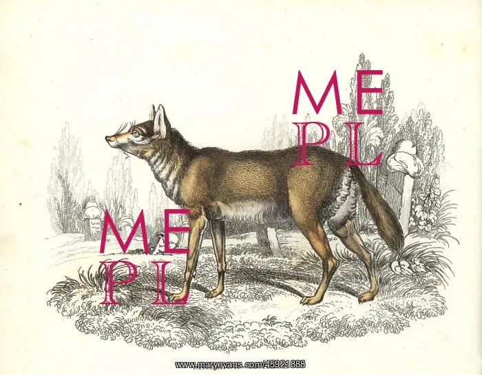 : Common jackal in graveyard : Common jackal in graveyard