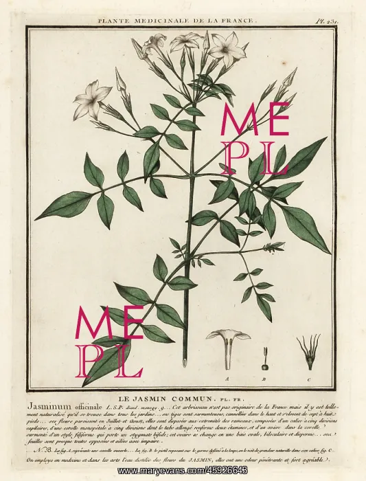 : Common jasmine, Jasminum officinale : Common jasmine, Jasminum officinale