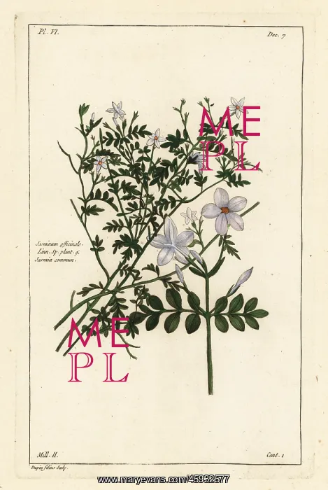 : Common jasmine, Jasminum officinale, Linn. Sp. plant : Common jasmine, Jasminum officinale, Linn. Sp. plant