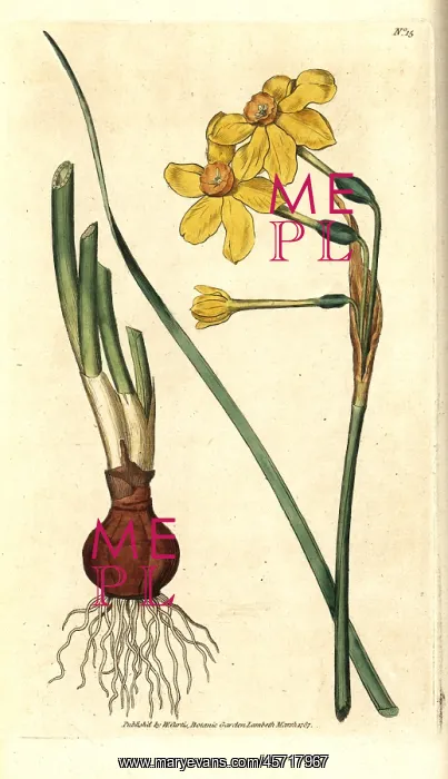 : Common jonquil, Narcissus jonquilla : Common jonquil, Narcissus jonquilla