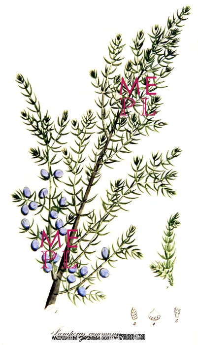 : Common Juniper, Alchemy Plant : Common Juniper, Alchemy Plant