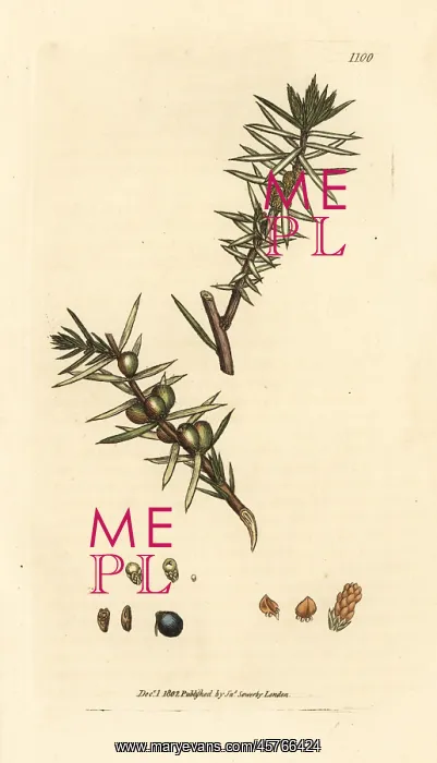 : Common juniper, Juniperus communis : Common juniper, Juniperus communis