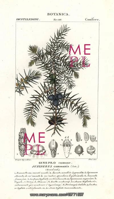 : Common juniper, Juniperus communis : Common juniper, Juniperus communis
